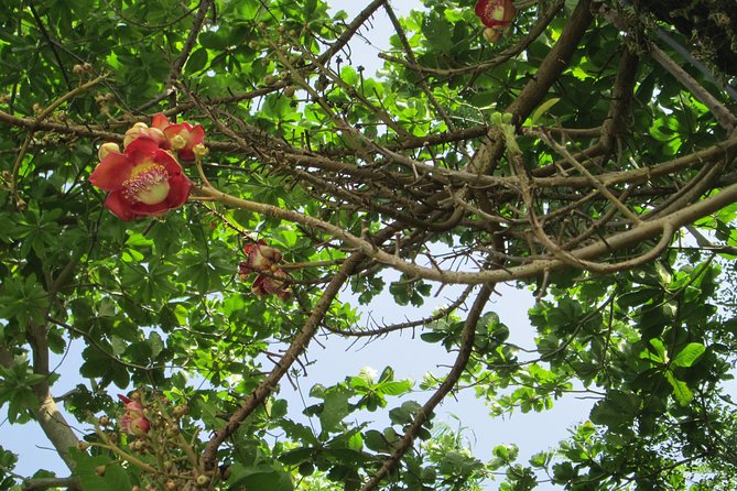 Stepping High Mountain Rastafari Herbs Tour - Included in Tour