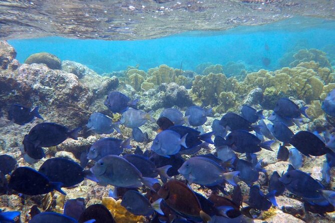 Stingray City Sandbar, Coral Gardens and 7-Mile Beach Tour - Tour Schedule