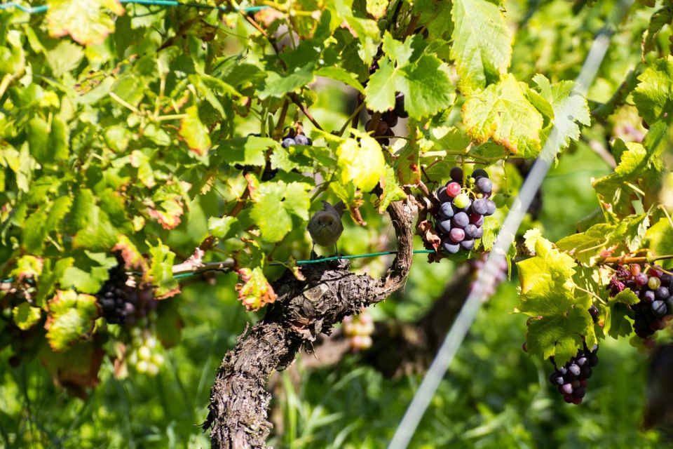 Stuttgart: Guided Vineyards Tour - Duration and Cancellation Policy