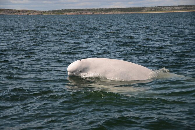 Subarctic Discovery: Churchill Beluga Whales - Encounter With the Beluga Whales