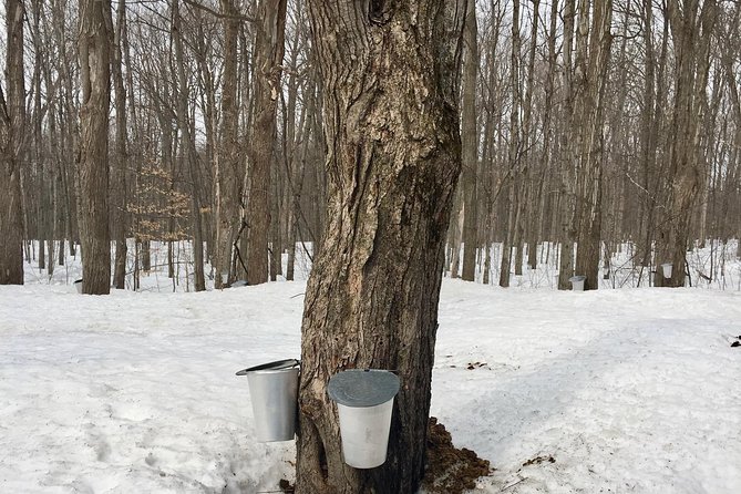 Sugar Shack (Feb to May) Maple Syrup Private Day Tour With Lunch From Montreal - Buffet Lunch Experience