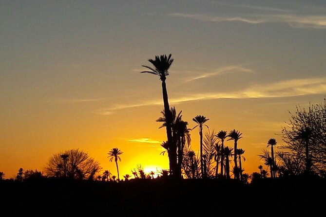 Sunset Camel Ride in the Palm Grove of Marrakech - Experience