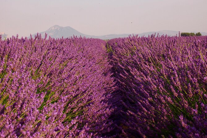 Sunset Lavender Tour in Valensole With Pickup From Marseille - Sunset Photography Opportunity