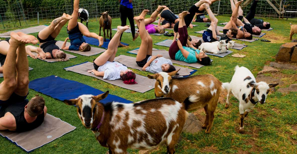 Sunset Maui Goat Yoga With Live Music - Activity Overview