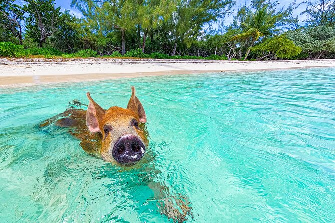 Swimming Pigs and Pearl Island Beach Escape - Water Activities and Facilities