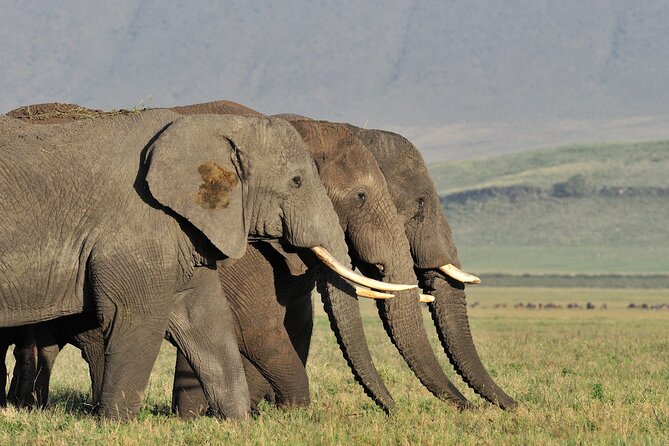 Take Me to Tarangire and Ngorongoro -3 Days - Arrival and Transfer