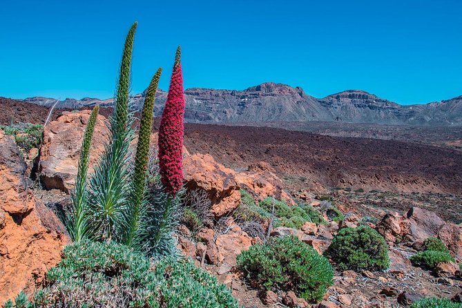 Teide National Park Half Day Tour With Hotel Pick up - Accessibility and Cancellation