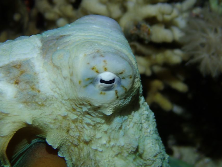 Tenerife: 2-Dive Private Scuba Discovery Course - Highlights of the Experience