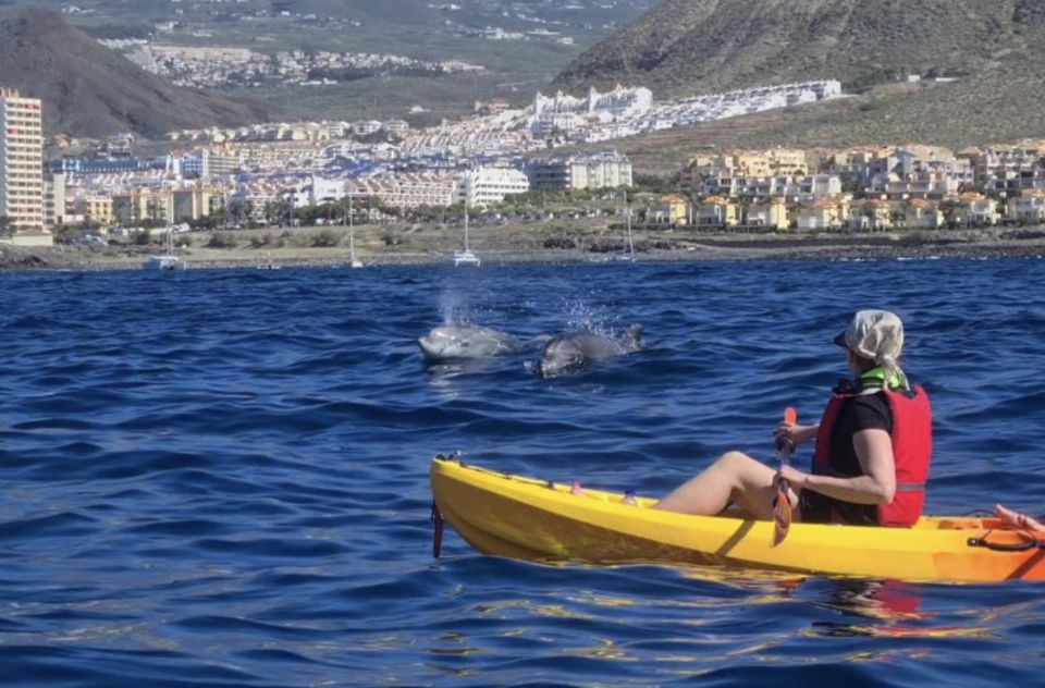 Tenerife: Kayak Safari and Sea Turtle Snorkeling - Included Experiences