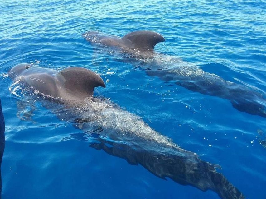 Tenerife: Teide National Park and Dolphins Sailboat Tour - Exploring Teide National Park