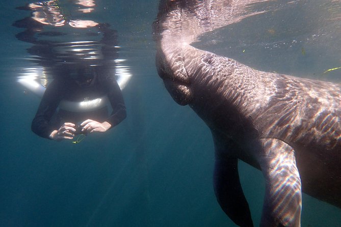 The OG Manatee Snorkel Tour With In-Water Guide/Photographer - Meeting and Pickup Information