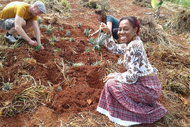 Tour a Jamaican Farm - Crop Varieties