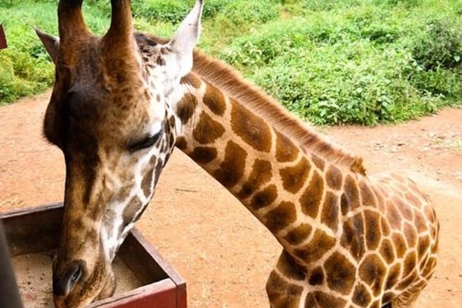 Tour Giraffe Center,Karen Blixen and Lunch Carnivore Restaurant - Transportation Details