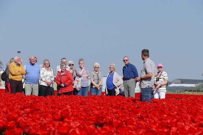 Tour of the Tulip Fields in a Typical Ducth Tulip Farm - Photographic Opportunities