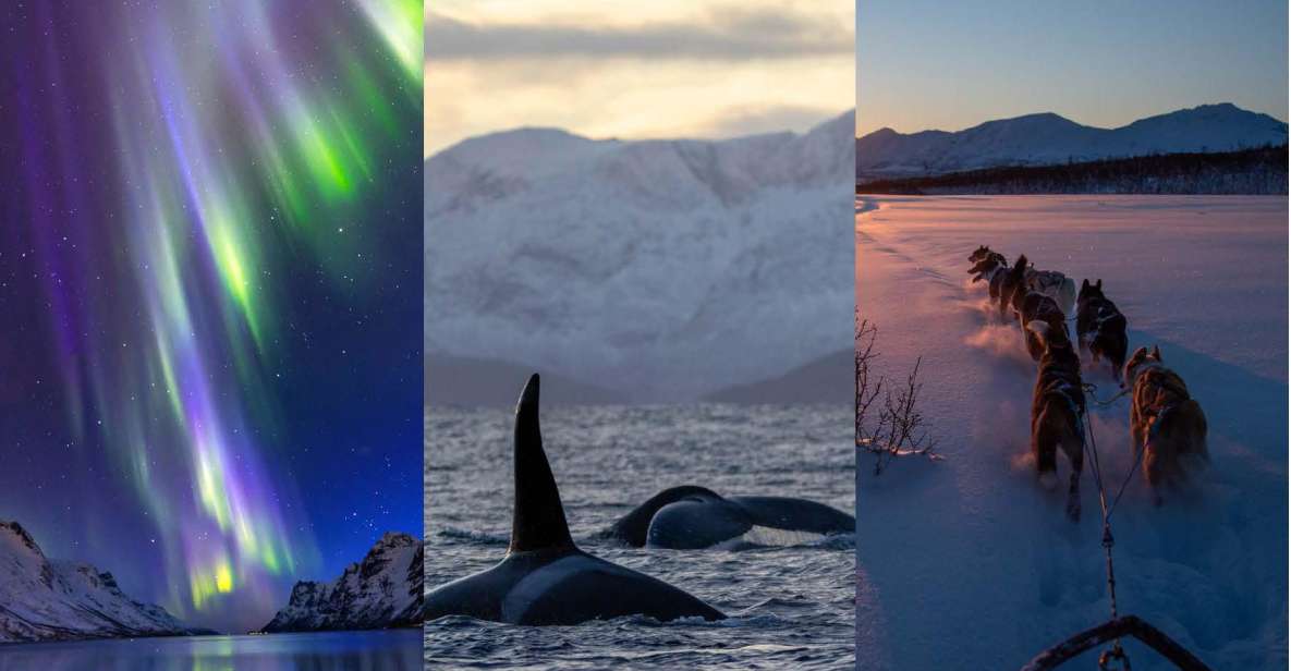 Tromsø 3-Days Whale Watching, Northern Lights & Dog Sledding - Majestic Whale Watching Adventure