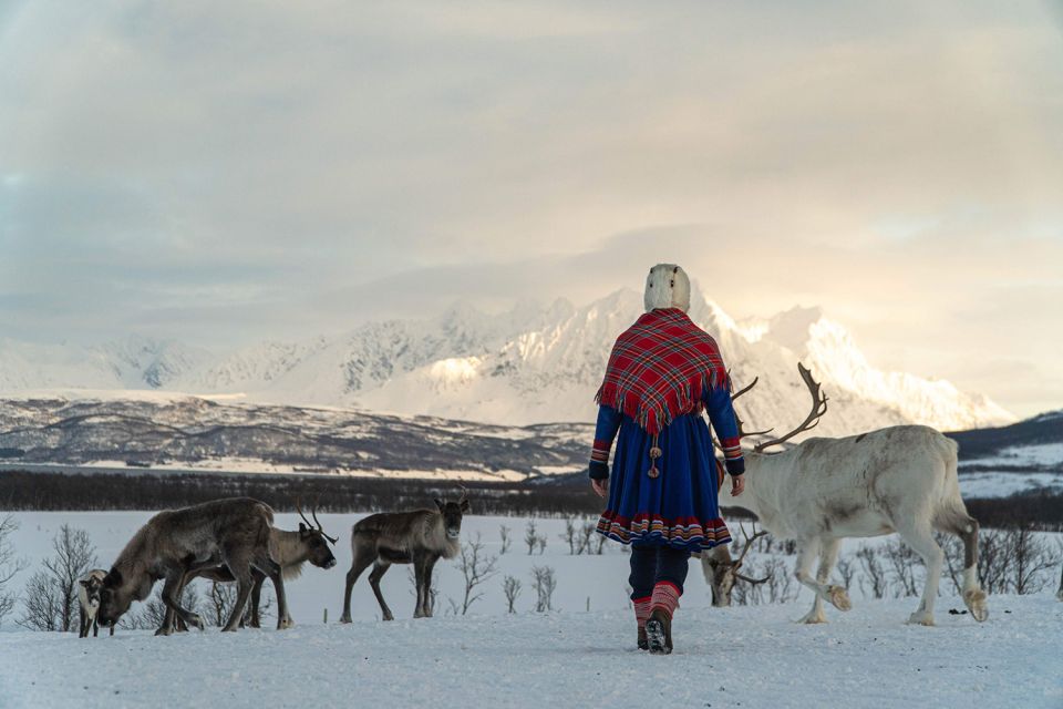 Tromsø: Reindeer Feeding and Sami Cultural Experience - Reindeer Feeding and Interactions