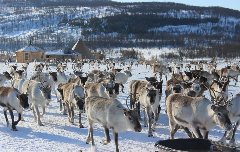 Tromsø: Reindeer Ranch and Sami Cultural Tour With Lunch - Discover Reindeer Ranch