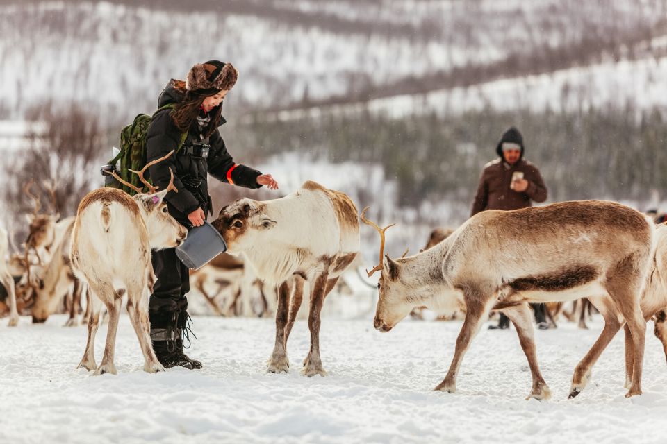 Tromsø: Reindeer Sledding & Feeding With a Sami Guide - Sami Cultural Experience