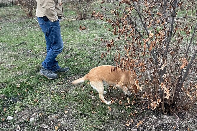 Truffle Hunting in Kyustendil - Journey to the Truffle Orchard