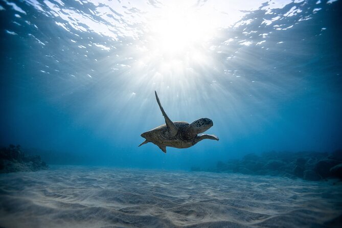 Turtle Snorkeling Adventure in Waikiki (Boat Tour) - Experience Highlights