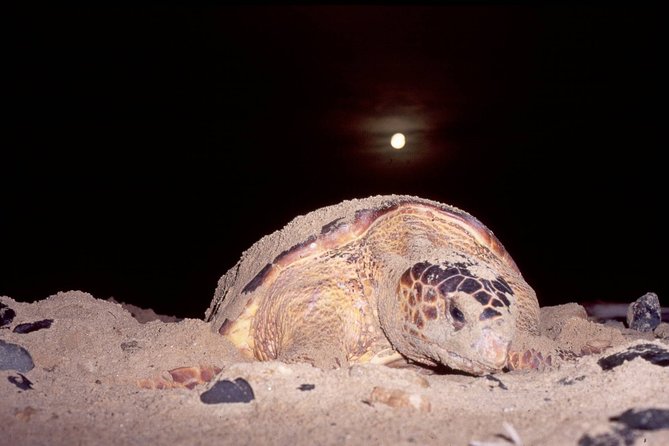 Turtle Watching Adventure - Witness Turtles Laying Their Eggs