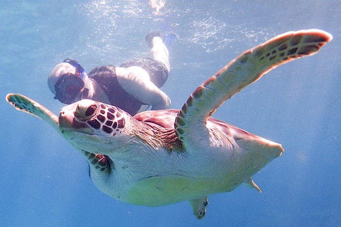 Under the Sea Snorkeling(Stingray/Kayak/ Power Snorkel Available) - Snorkeling Equipment and Locations