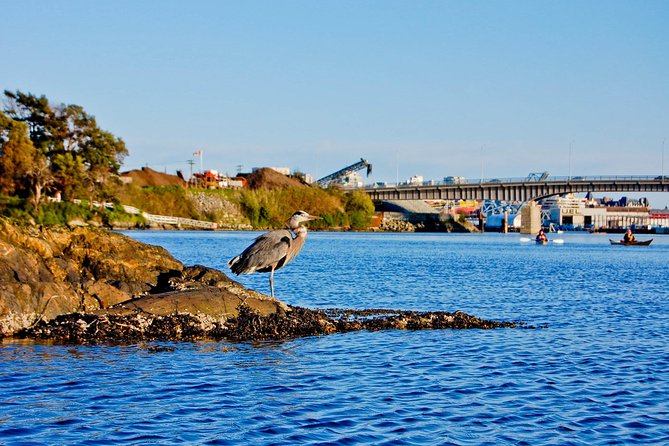 Victoria Harbour Kayak Tour - Highlights of the Experience