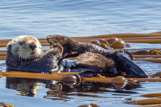 Victoria Whale Watching Tour on a Covered Vessel - Whales and Marine Life Sightings