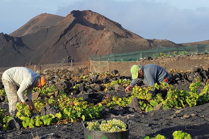 Visit Bodegas Tegueguía Winery in La Palma With Wine Tasting - Meeting Point and Duration