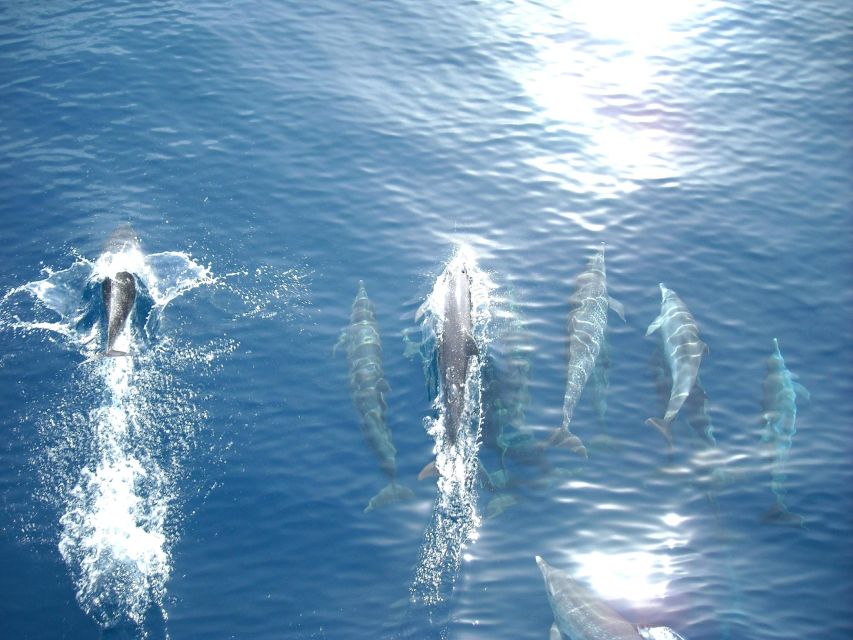 Vrsar: Dolphin Watching Boat Tour Including Drinks - Itinerary Details