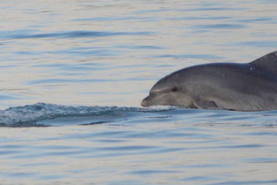 Vrsar: Dolphin Watching Boat Tour Including Drinks - Booking Information