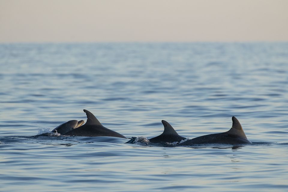 Vrsar: Dolphin-Watching Sunset Adventure With Speedboat - Booking Information