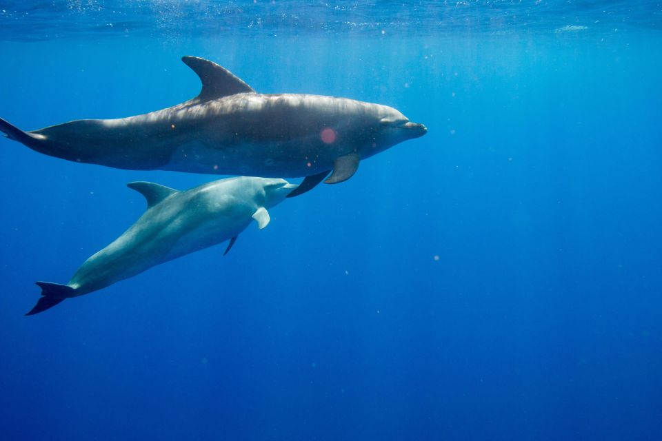 Waianae, Oahu: Swim With Dolphins (Semi-Private Boat Tour) - Exclusive Dolphin Swim Tours