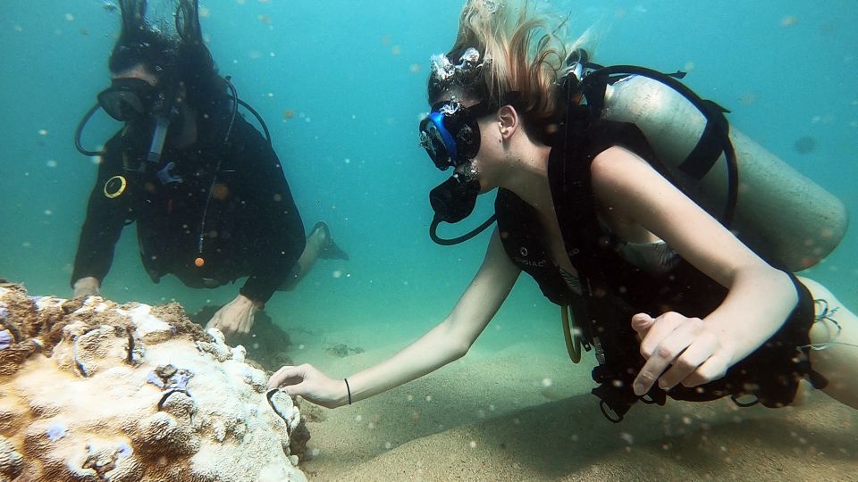 Waikiki: Honolulu Beginner Scuba Diving With Videos - Itinerary and Experience