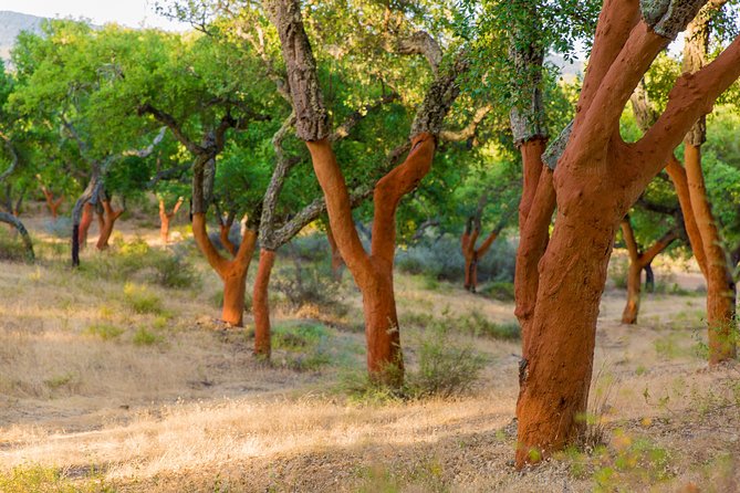 Walk on the Alentejo Cork Forest With Optional Lunch - Meeting and Pickup