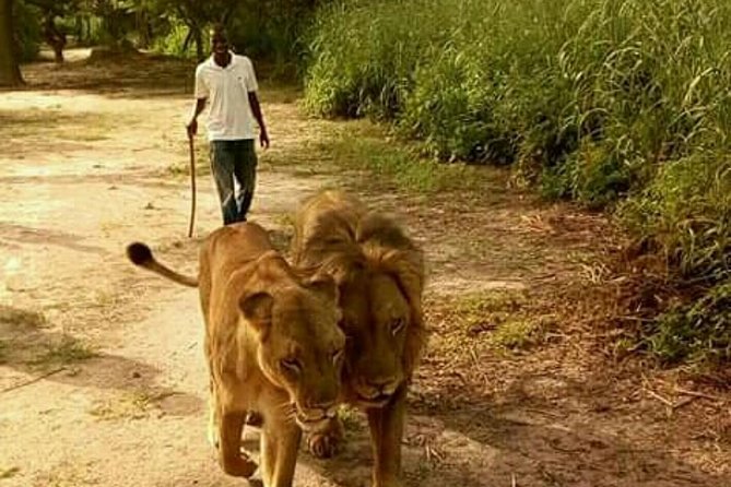 Walking With the Lions in Fathala Reserve - Meeting and Pickup