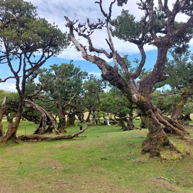 West Madeira:, Laurel Forest, Waterfall, Rock Pools, Walk - Itinerary Highlights