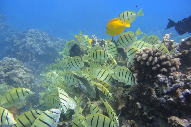 West Maui Snorkeling Experience by Boat From Kaanapali - Included Amenities