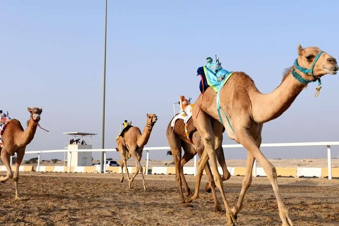 West Of Qatar, Mushroom Rocks, Camel Racing Track, Richard Serra - Tour Operator