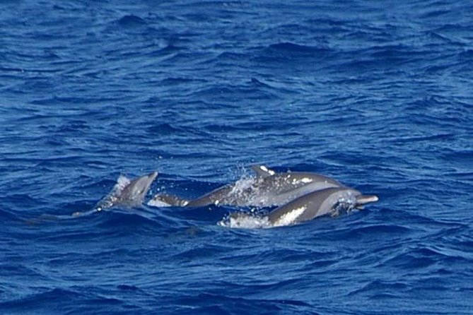 Whale and Dolphin Watching Cruise in St Lucia - Meeting and Pickup Details