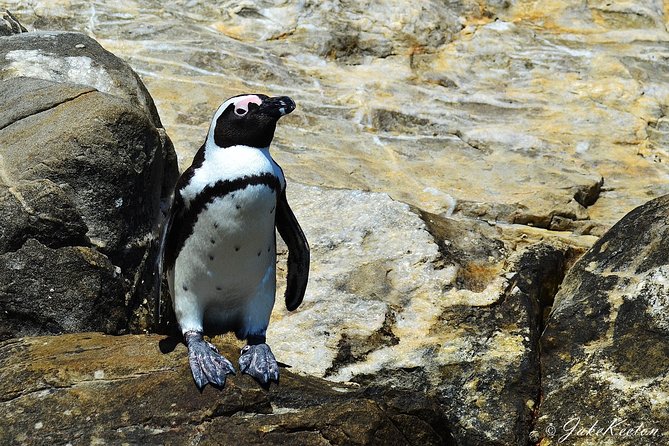 Whale, Dolphin & Penguin Island Cruise - Whats Included