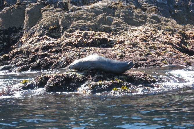 Whale & Dolphin Watching Tour - Meeting Point and Pickup