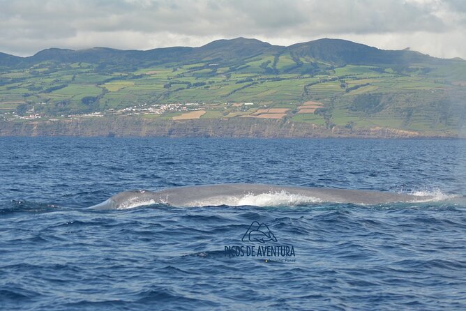 Whale Watching Activity in North Coast - Meeting and End Points