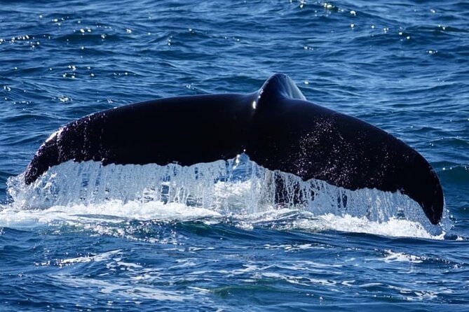 Whale Watching and Marine Life Tour in Reykjavik - Additional Information