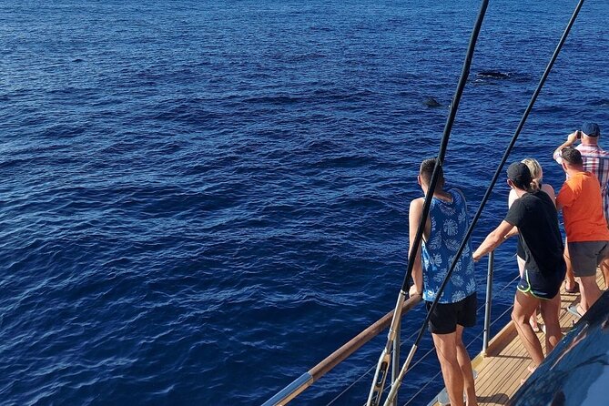 Whale Watching Catamaran in Costa Adeje (Including Drinks & Sandwich) - Pickup and Meeting Details