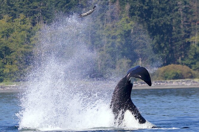 Whale Watching Cruise With Expert Naturalists - Onboard Naturalist Guides