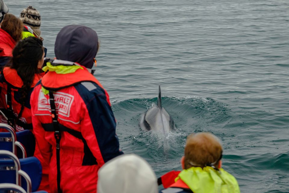 Whale Watching in Reykjavik by Speedboat - Boat Specifications