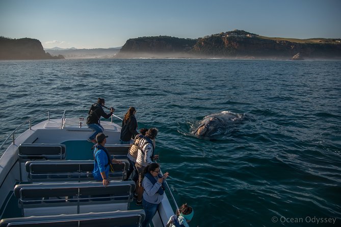 Whale Watching Knysna - Close Encounter Experience Ocean Odyssey - Detailed Tour Itinerary