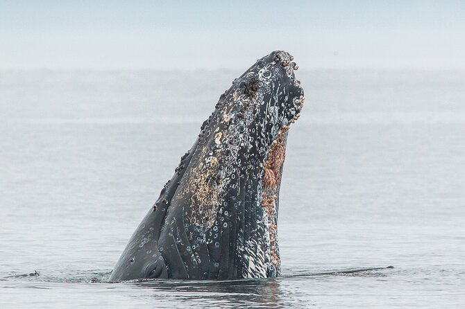 Whale Watching Tour in a Zodiac Boat in Victoria - Inclusions