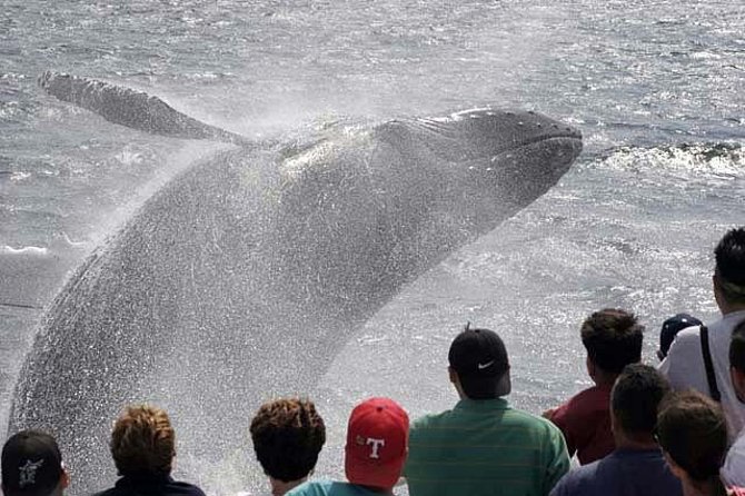 Whale Watching Tour in Gloucester - Meeting and Pickup